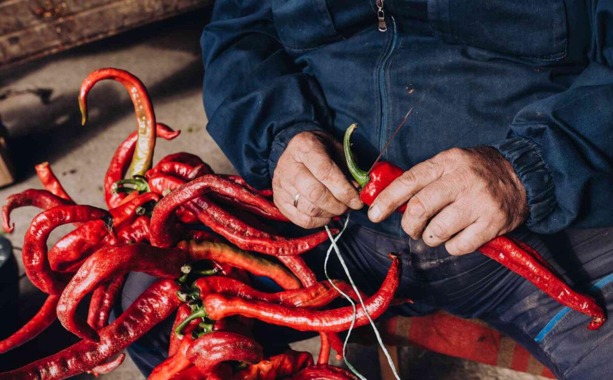 Biobauer Joca fehlt eine Paprika nach der anderen mit einer großen Nadel auf