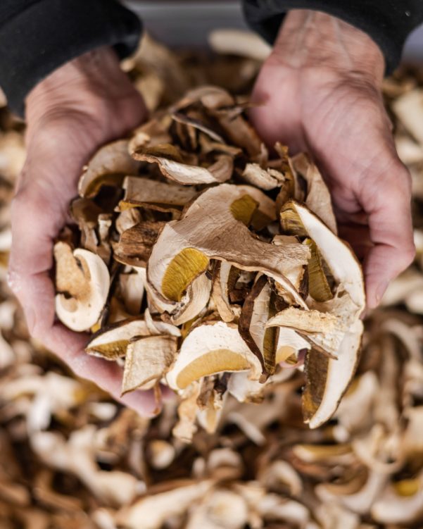 BioBalkan Steinpilze getrocknet in Händen