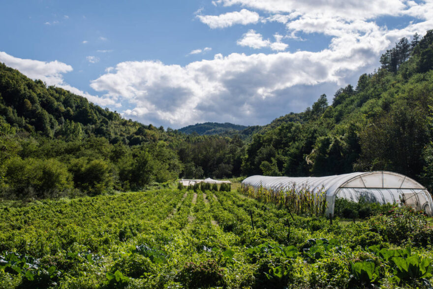 Gemischhter Anbau von Bio-Gemüse und -Beeren bei Lebane als Vorbild für Regenerative Landwirtschaft