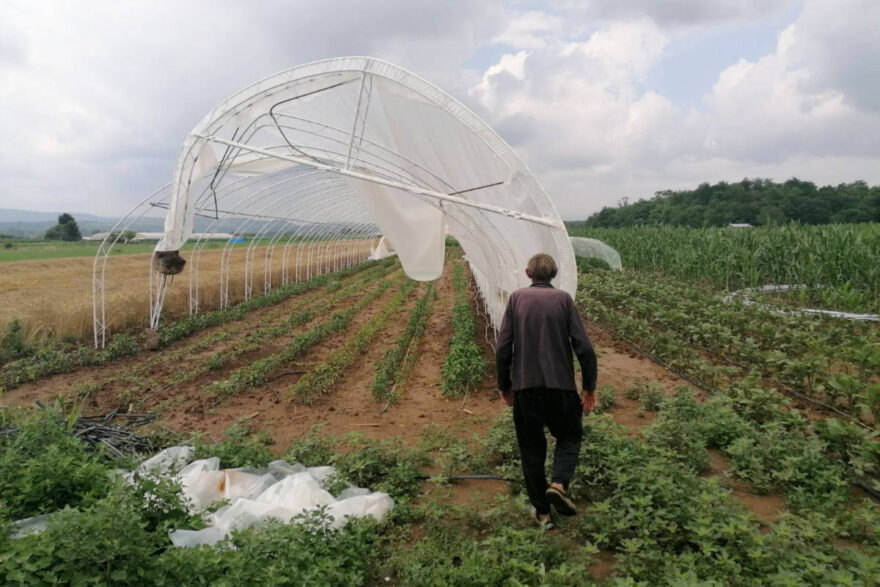 Dragi Milenkovic vor seinem zerstörten Gewächshaus