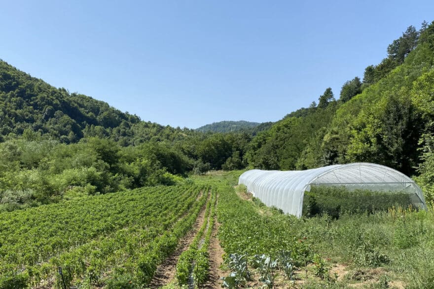 Anbau von Bio-Paprika bei Lebane im freien Feld und im Folientunnel