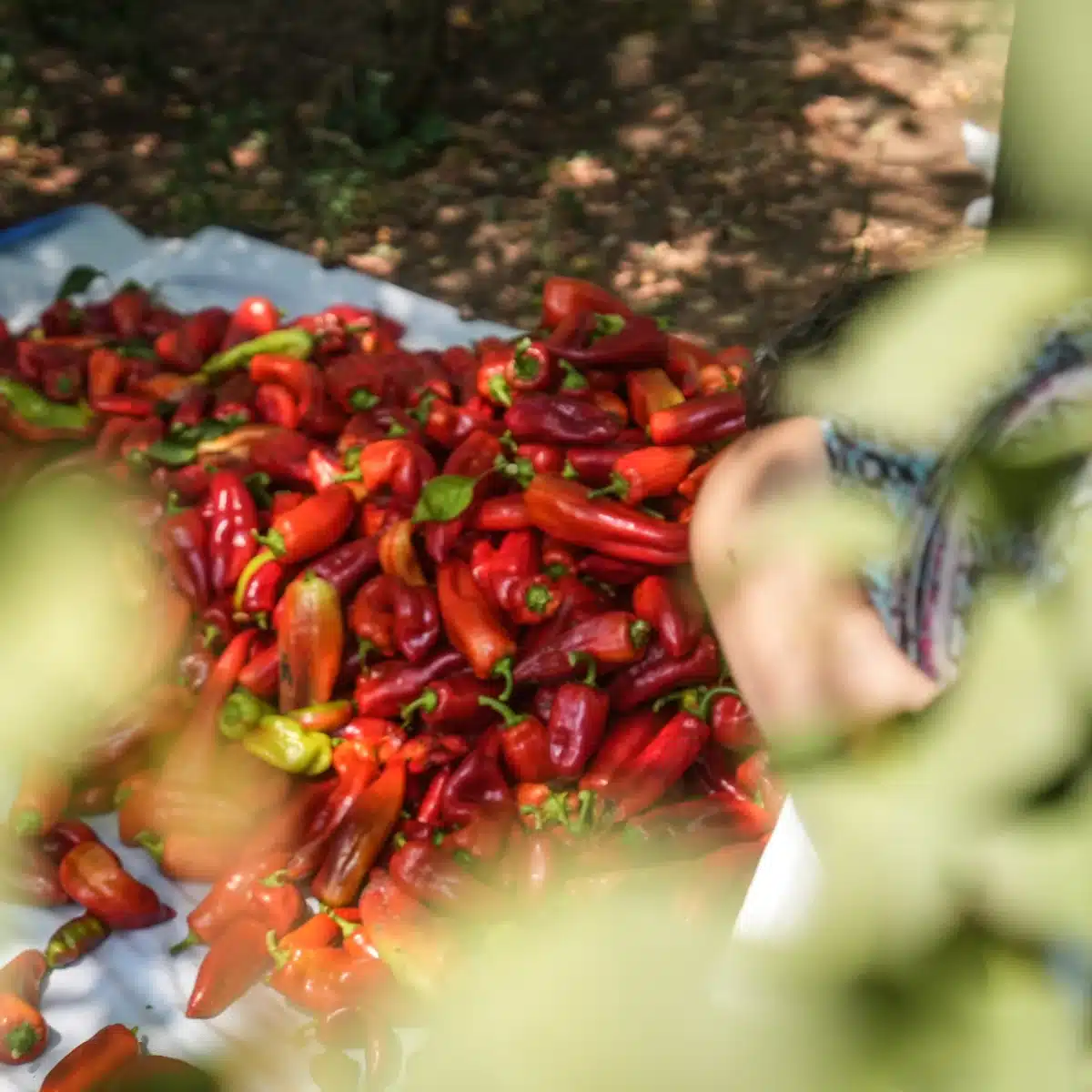 Bio-Paprika nach der Ernte