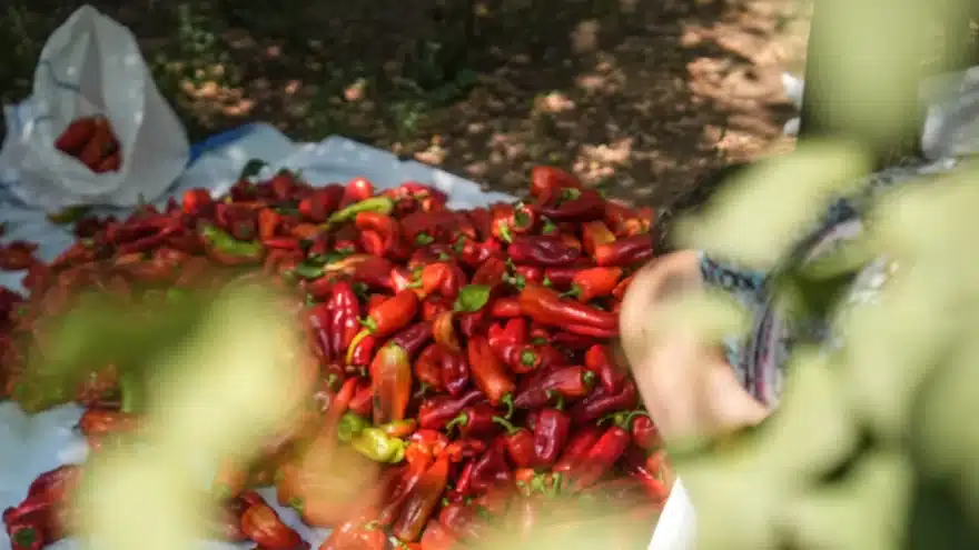 Bio-Paprika nach der Ernte