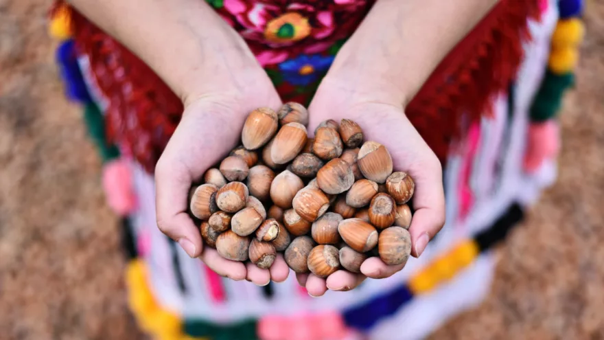 Mazedonisches Trachtenmädchen mit Bio-Haselnüssen
