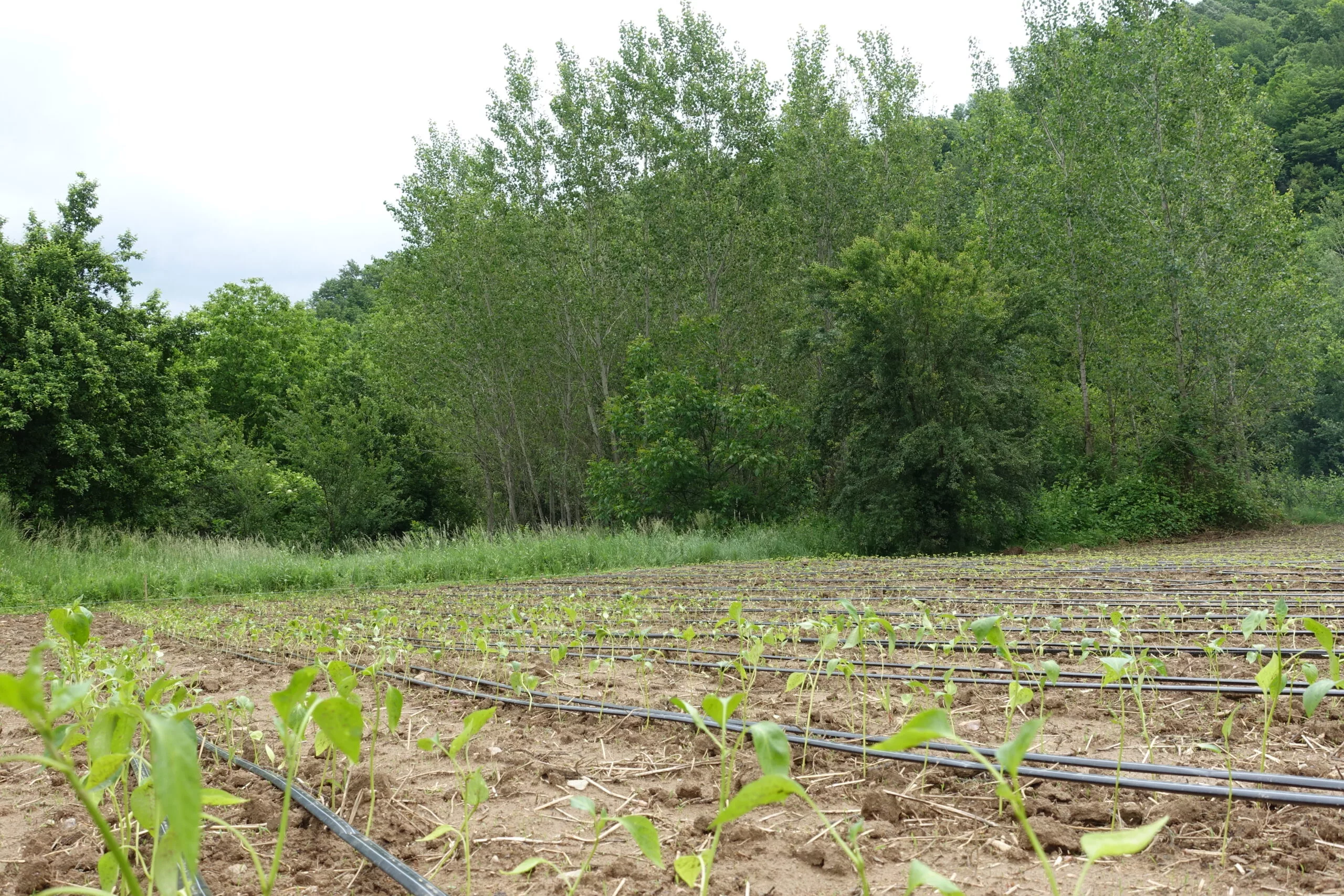 Der neue Biogarten mit frischen Setzlingen